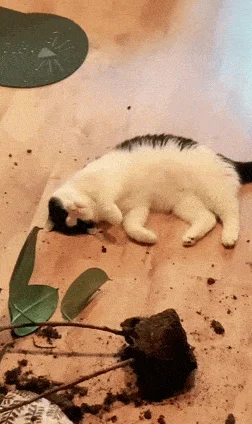 GIF, которые стоит увидеть