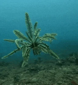 Гифки для души