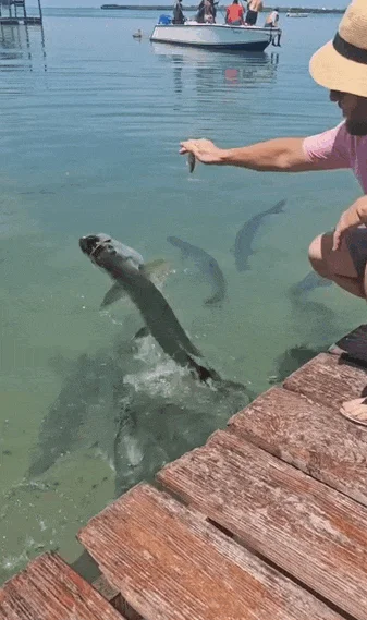 Гифки на любой вкус: самые разные и неожиданные