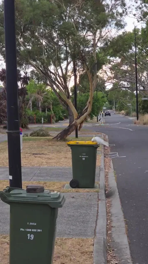 Хулиганьё пернатое