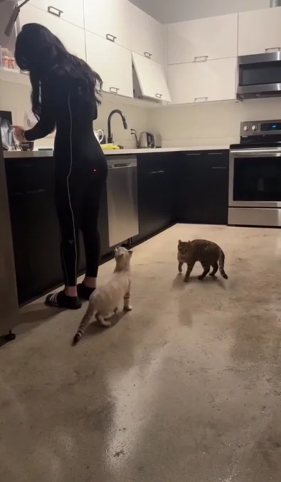 Играю с лазерной указкой