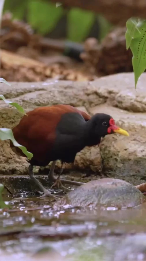 Якана из зоопарка Сан-Диего, США.