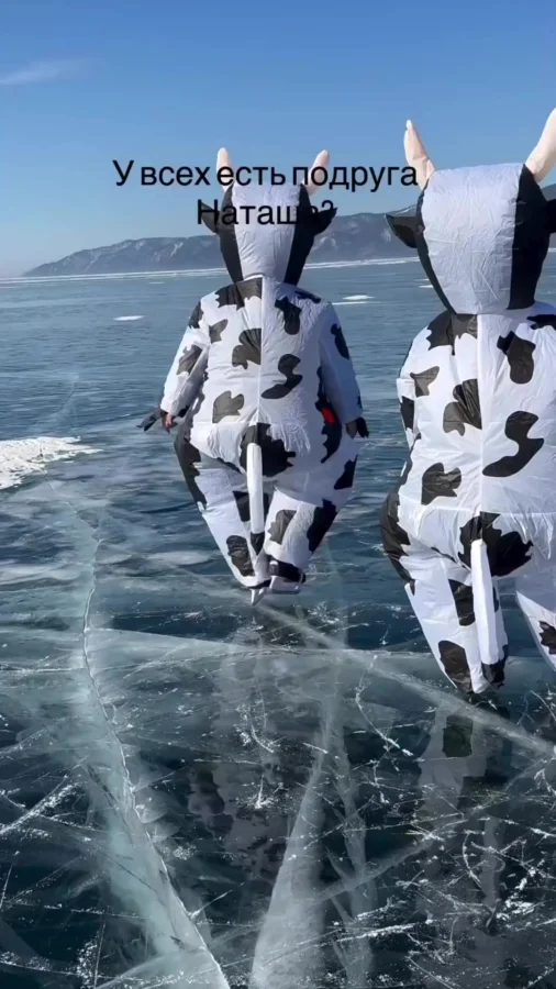 «Как коровы на льду» выглядит именно так