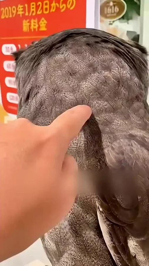 Как котики