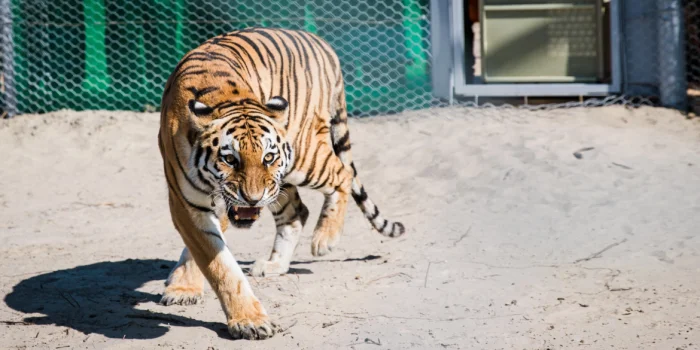Казахстан решил вернуть тигров, которых сам же когда-то потерял