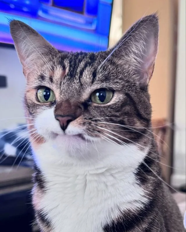 Кот Прелесть: милый, но явно не в настроении