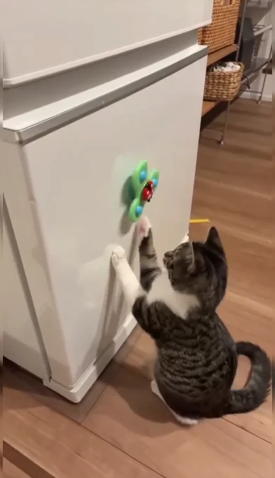 Котик и спиннер 