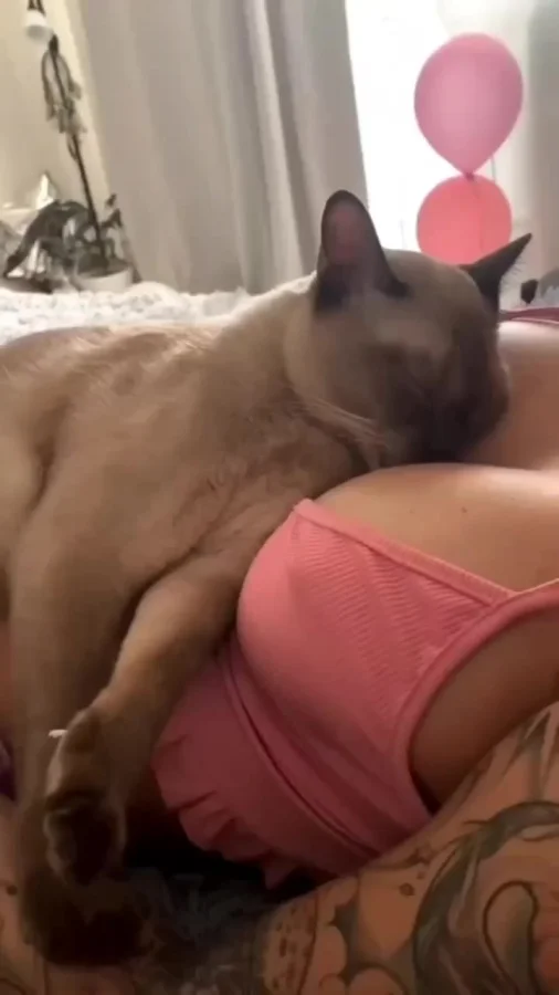 Котики тоже любят сиськи