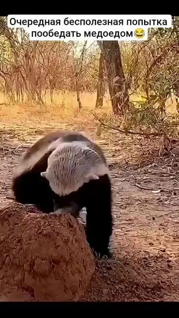 Медоед - главный отморозок в мире животных