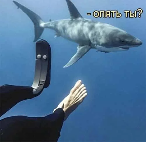 Мемы на любой вкус