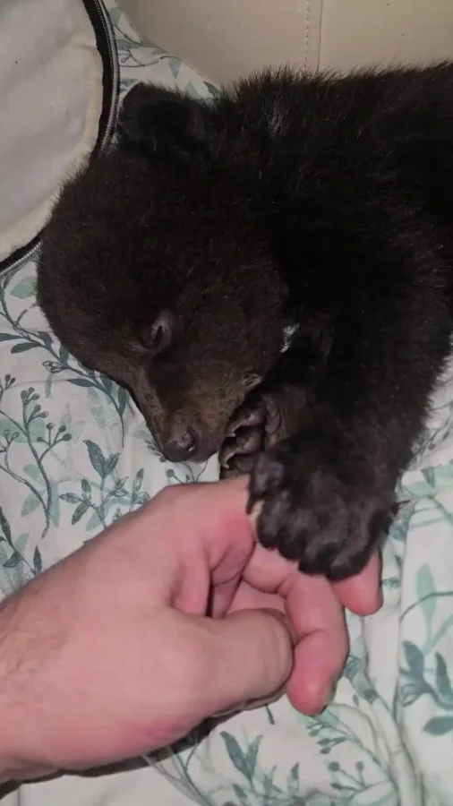 Не заводится