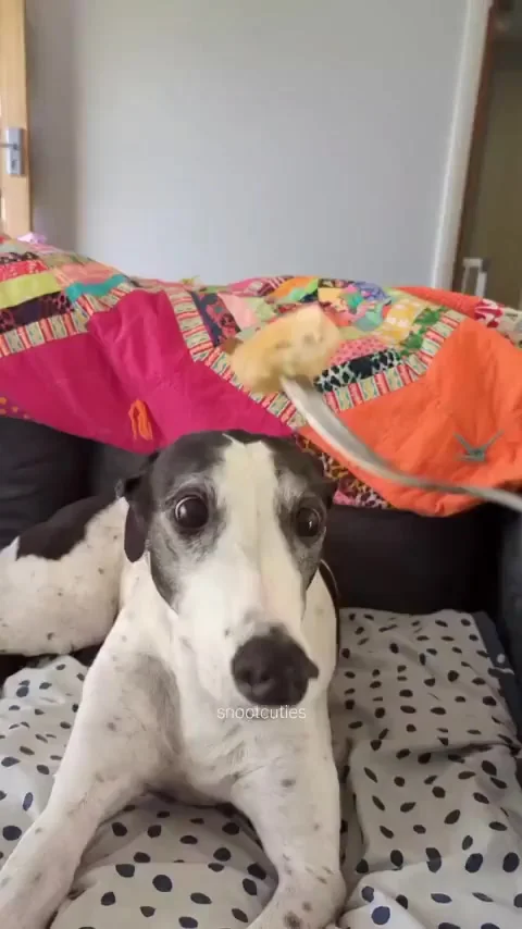 Очень подвижный нос