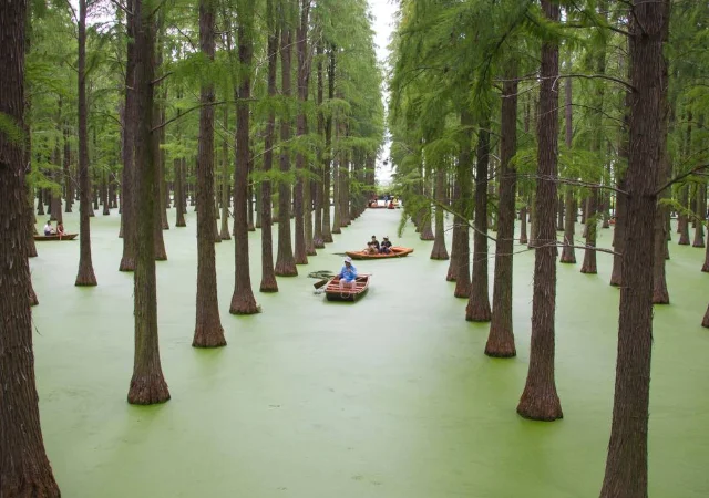 Плавучий лес в Ханчжоу: необычное чудо природы