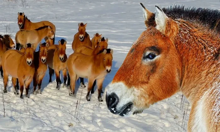 Почему лошадь Пржевальского не подходит для обычной верховой езды