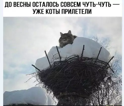 Приколы для хорошего настроения