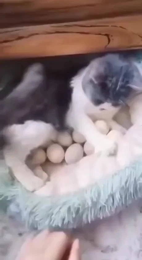 Пушистая наседка