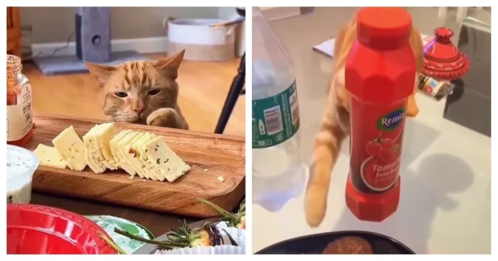 Пушистые воришки