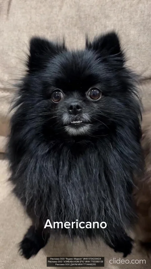 Разные породы кофе