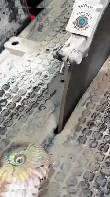 Разрез аммонита: как выглядят внутренние кристаллические камеры вымершего моллюска