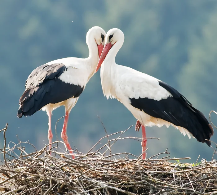 Разрушим популярные мифы о белом аисте