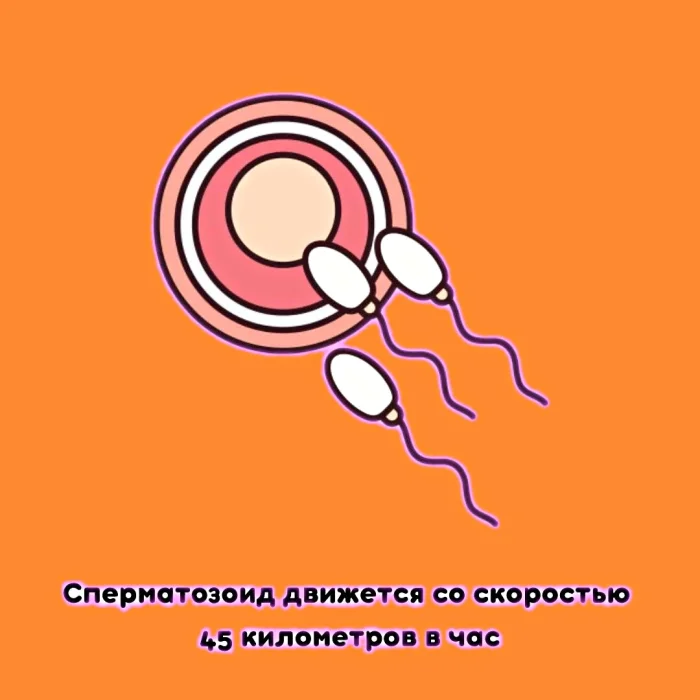 Сексуальная правда: 15 фактов, которым не научат в школе #279