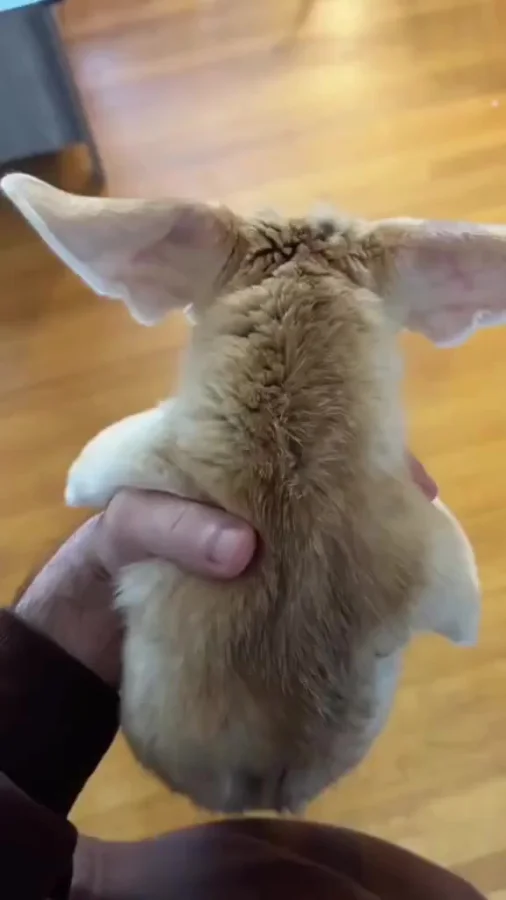 Шилопопый фенек