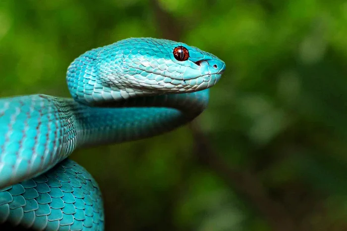Синяя змея: редкая и загадочная рептилия