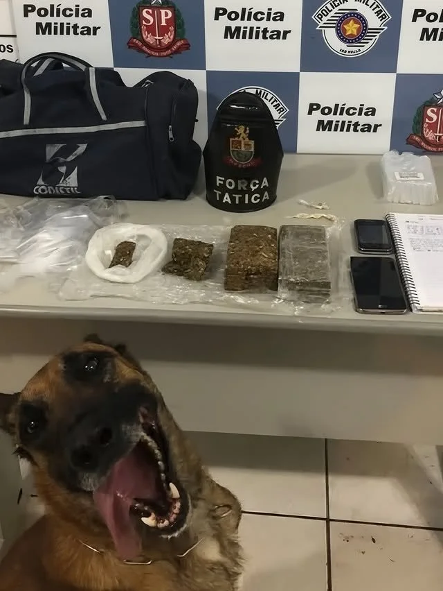 Служебные псы и их впечатляющие находки