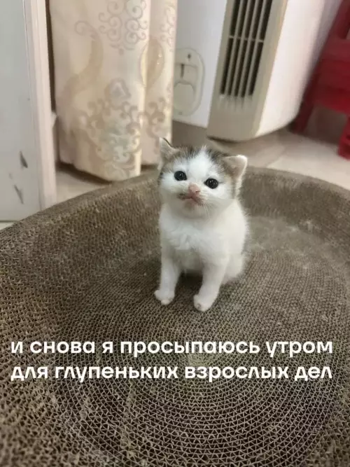 Смешные картинки и мемы