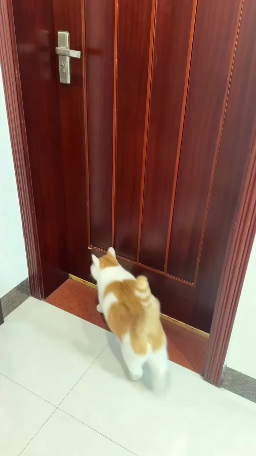 Сообразительные котики