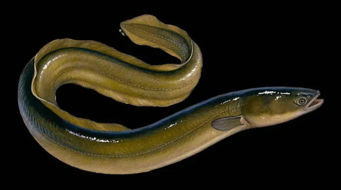 Таинственные угри: 2000 лет без наблюдений и невозможность разведения на фермах