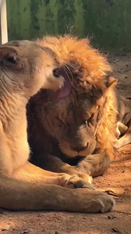 Ты бы волосы помыл...