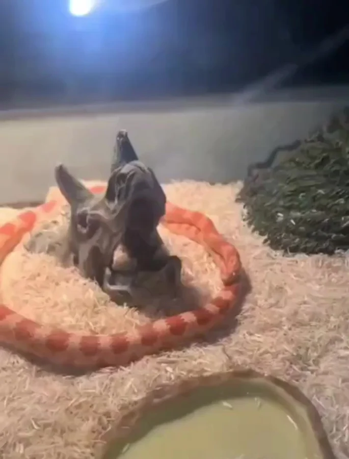 У самурая нет цели...