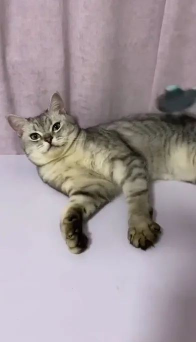 Вычёсывание кота