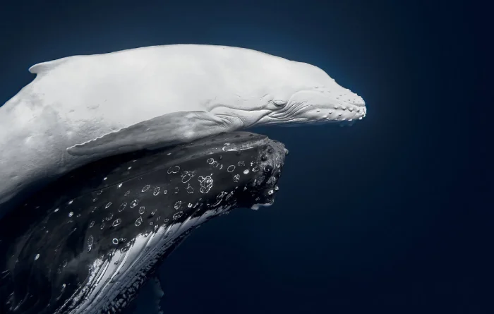 World Nature Photography Awards: лучшие снимки по версии Интерфакс