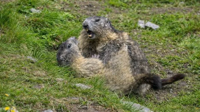День сурка: сурок и сурчиха забавно играют, нежно мнут и покусывают друг друга