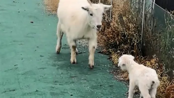 Мама-коза бежит через поле, чтобы найти своего ребеночка