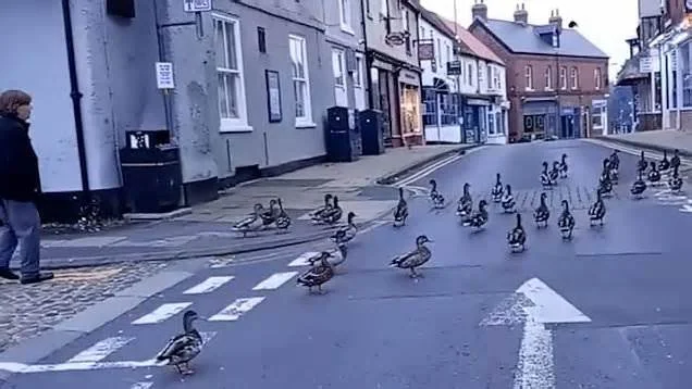 Прогулка гусей по трассе