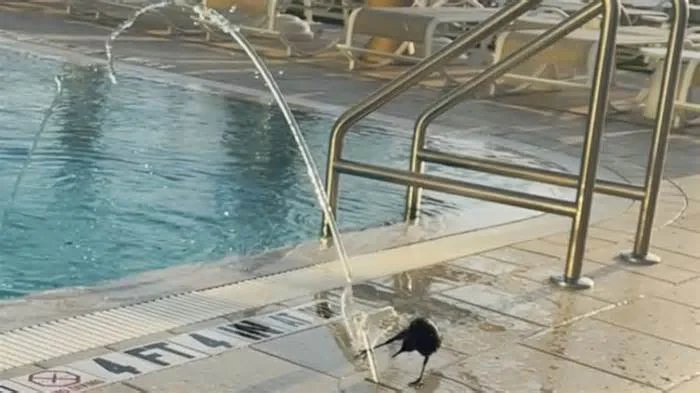 Ворона купается в фонтанчике