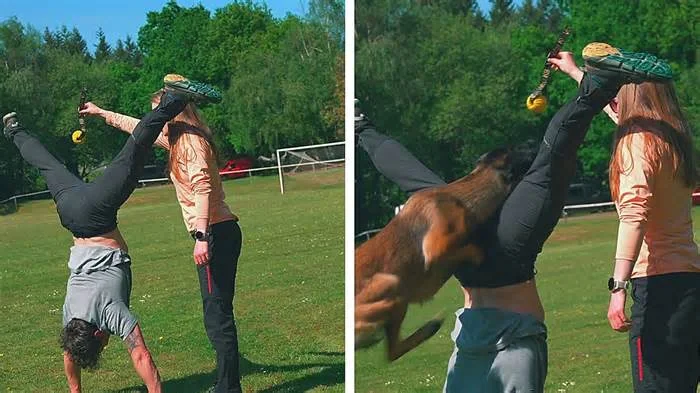 Дрессировка собаки на свежем воздухе