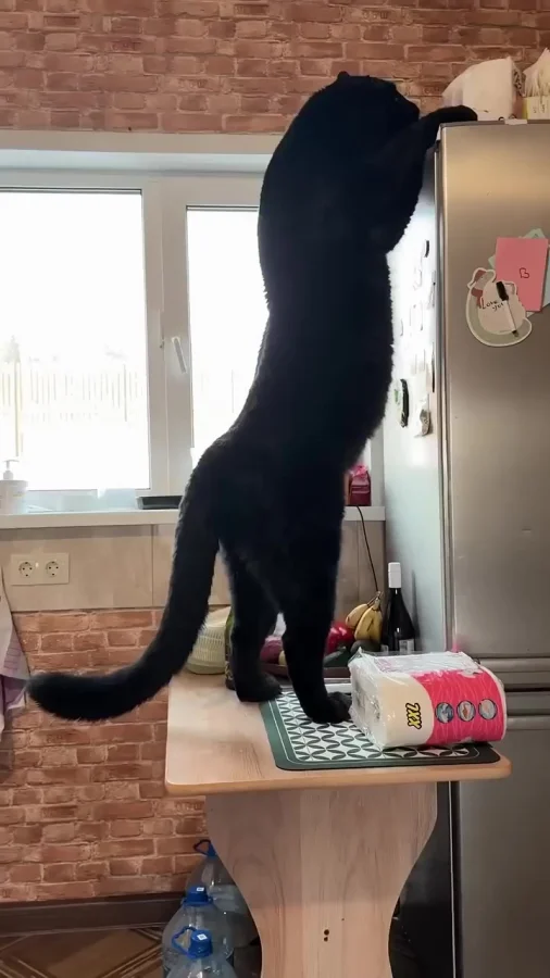 А вы думали, что его можно спрятать?