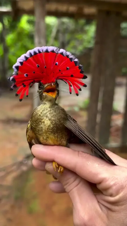 Амазонский венценосный мухоед