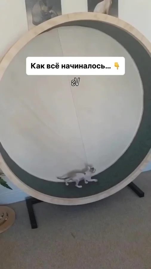 Бдительный аниматор)