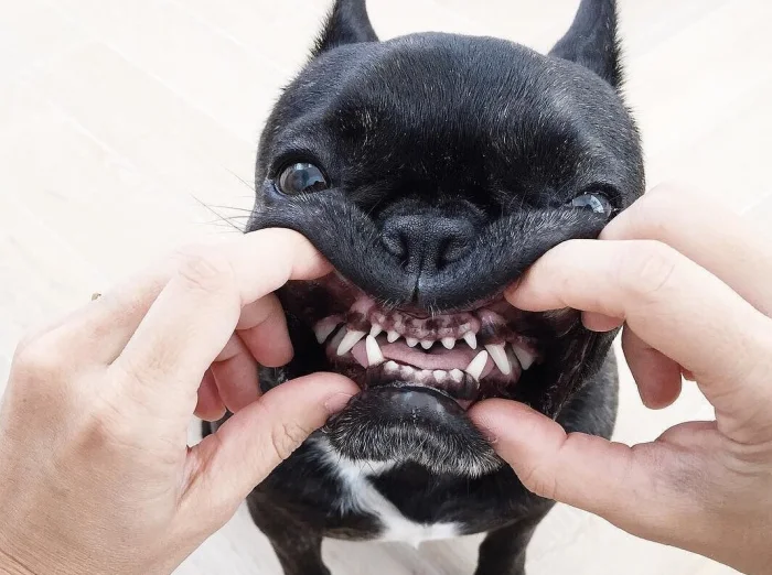 Будущее французских бульдогов под вопросом: в чём причина