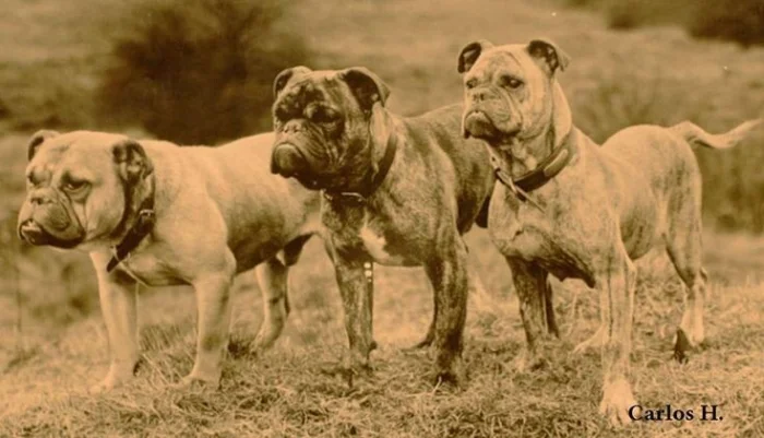 Будущее французских бульдогов под вопросом: в чём причина