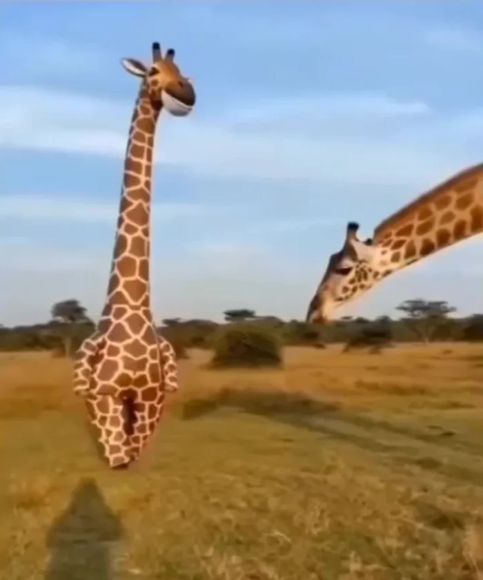 Чтобы не пугать животных, сотрудники заповедника становятся «своими»