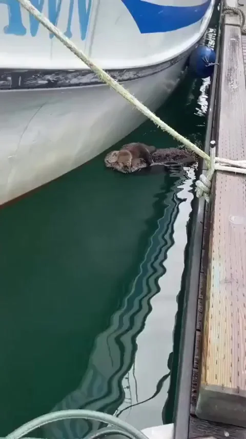 Чуть-чуть милоты