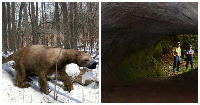 Гигантские ленивцы как «живые экскаваторы» и загадочные 600-метровые тоннели, происхождение которых остаётся неясным