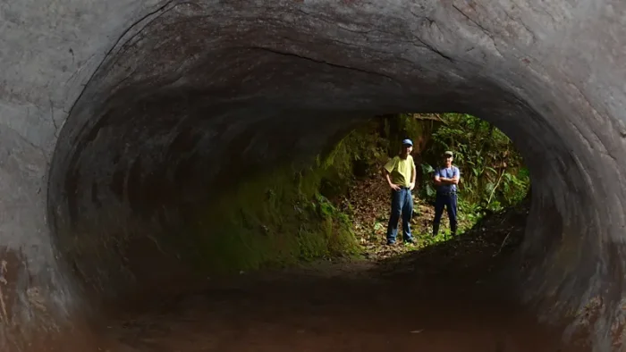 Гигантские ленивцы как «живые экскаваторы» и загадочные 600-метровые тоннели, происхождение которых остаётся неясным