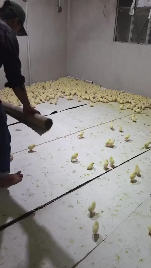 Говорящий с цыпами